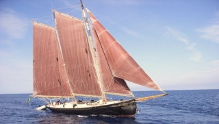  Lobos marinos 
